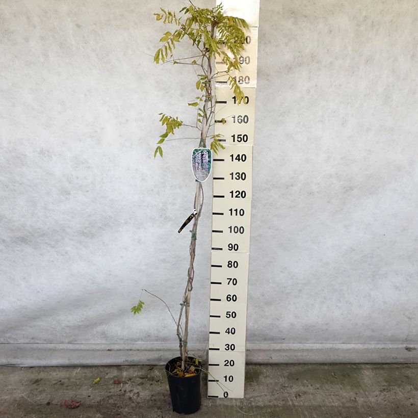 Example of Wisteria floribunda Lawrence - Reichblütige Glyzinie Topf mit 6L/7L as you get in automne