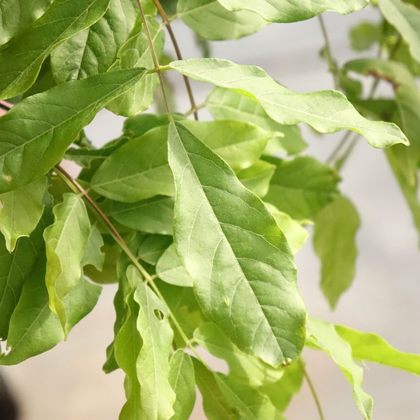 Wisteria floribunda Lipstick - Reichblütige Glyzinie (Foliage)