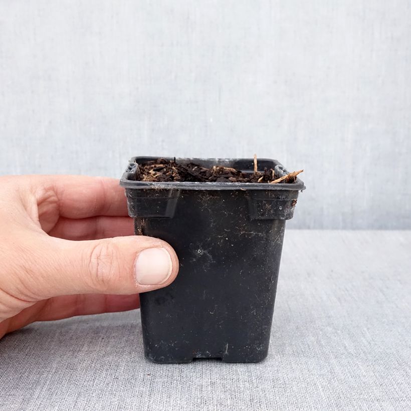 Exemplar von Amerikanische Erdbirne - Apios americana Kleine Töpfe von 8/9 cm wie im Frühjahr geliefert