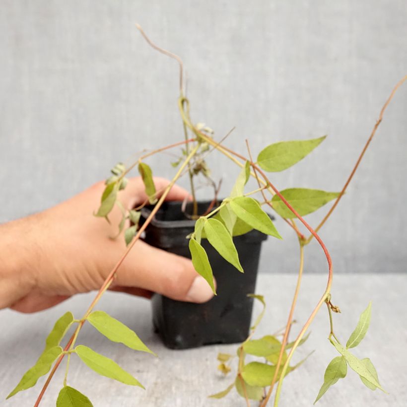 Exemplar von Amerikanische Erdbirne - Apios americana Kleine Töpfe von 8/9 cm wie im Herbst geliefert