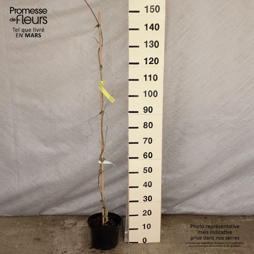 Exemplar von Wisteria brachybotrys White Silk - Blauregen Topf mit 4L/5L wie im Frühjahr geliefert