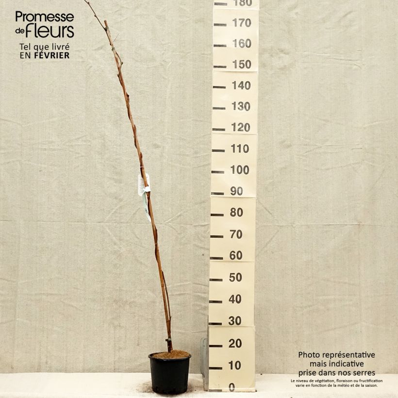 Exemplar von Wisteria brachybotrys Yokohama Fuji - Blauregen Topf mit 3L/4L wie im Winter geliefert