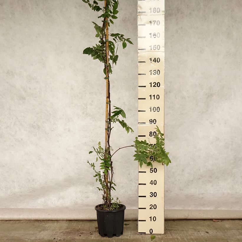Exemplar von Wisteria brachybotrys Yokohama Fuji - Blauregen Topf mit 7,5L/10L wie im Sommer geliefert