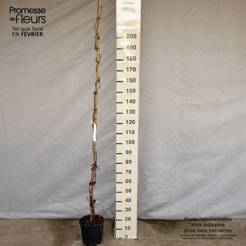 Exemplar von Wisteria brachybotrys Yokohama Fuji - Blauregen Topf mit 7,5L/10L wie im Winter geliefert