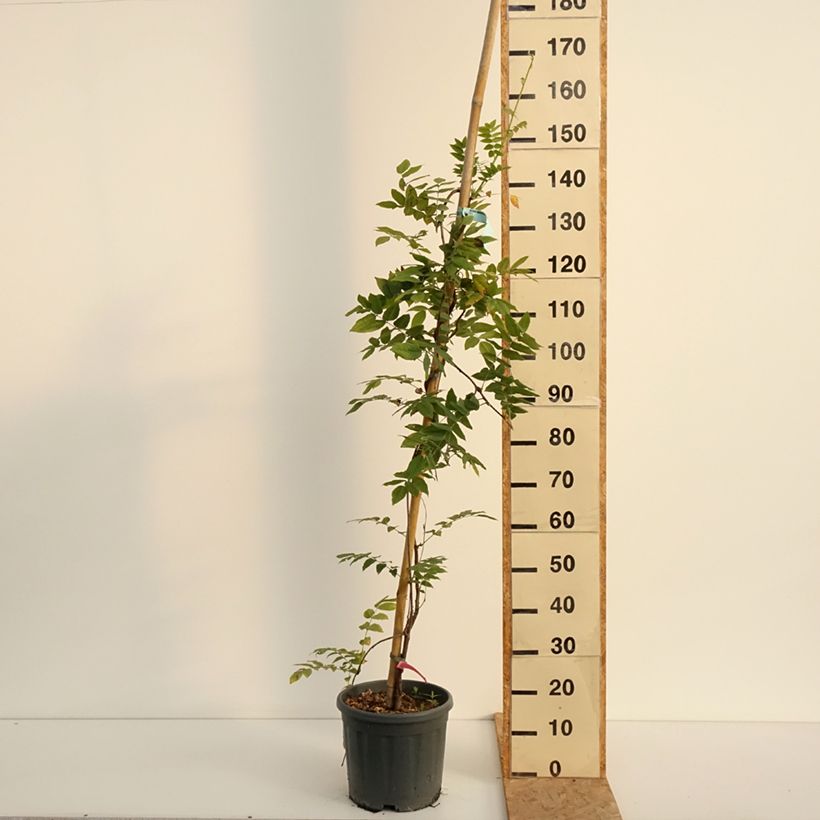 Example of Wisteria brachybotrys Yokohama Fuji - Blauregen Topf mit 3L/4L as you get in ete