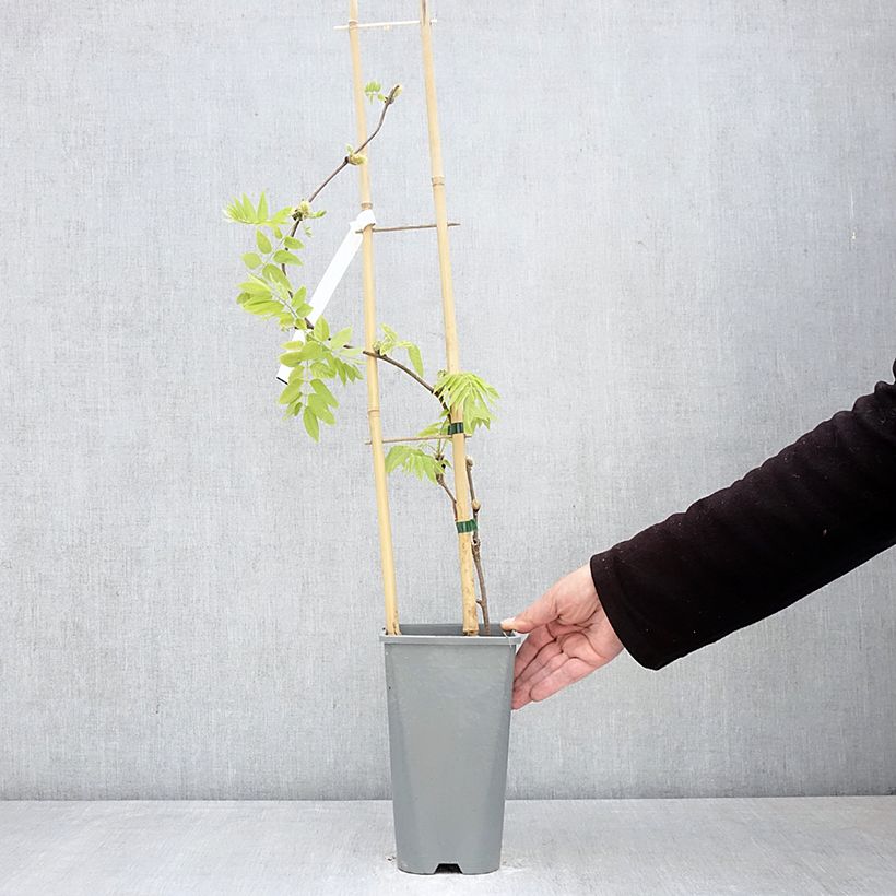 Exemplar von Wisteria brachybotrys Yokohama Fuji - Blauregen Topf mit 3L/4L wie im Frühjahr geliefert