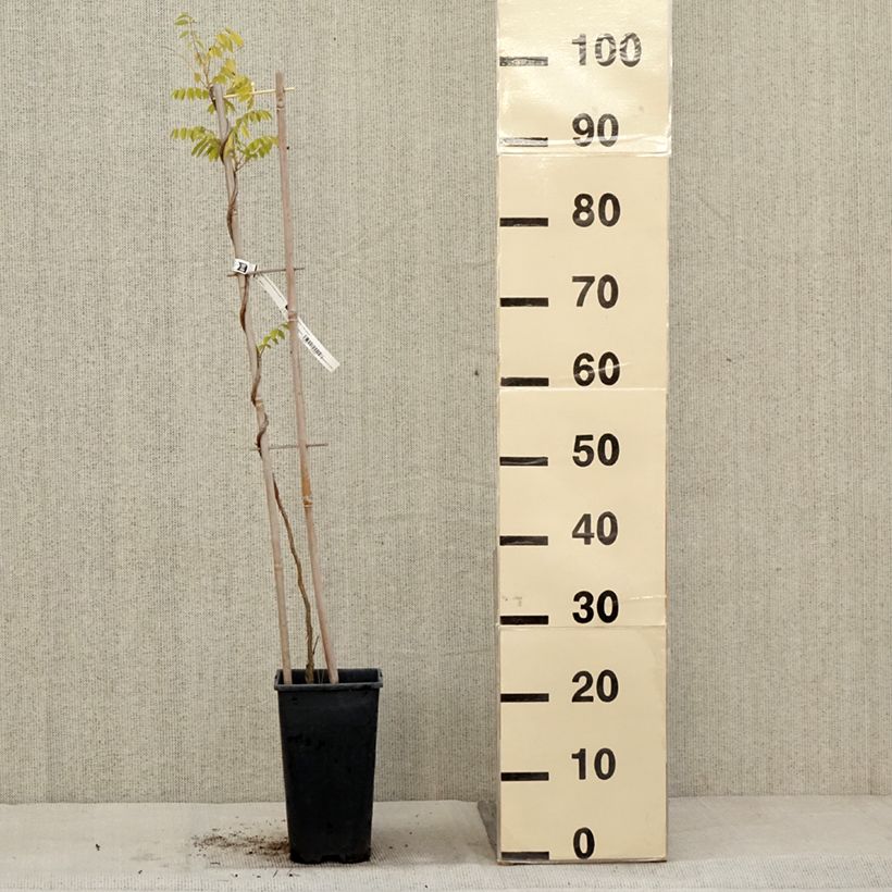 Example of Wisteria frutescens Longwood Purple - Blauregen Topf mit 3L/4L as you get in automne