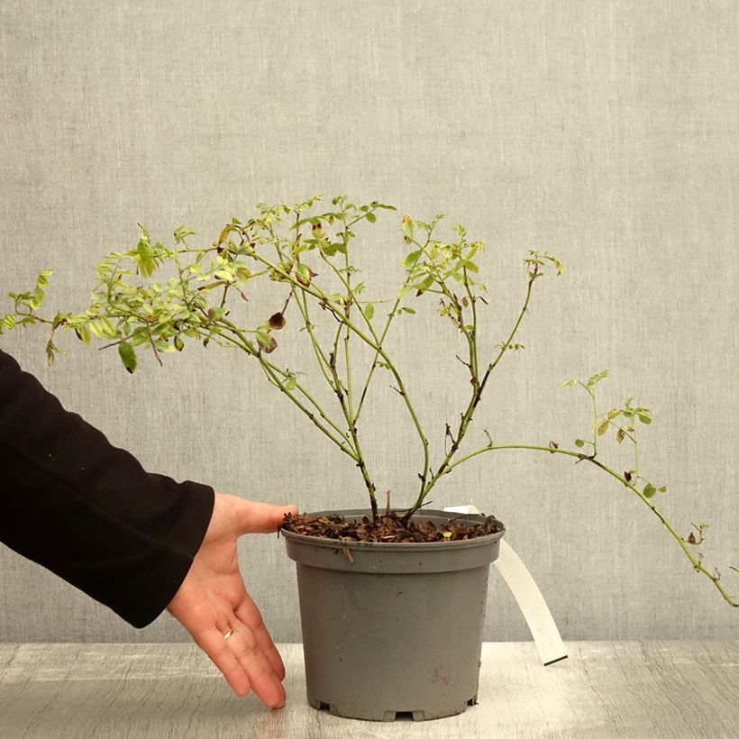 Example of Süßholz - Glycyrrhiza glabra Topf mit 2L/3L as you get in automne