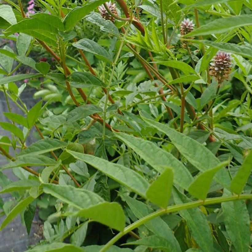 Glycyrrhiza yunnanensis - Chinesisches Süßholz (Foliage)