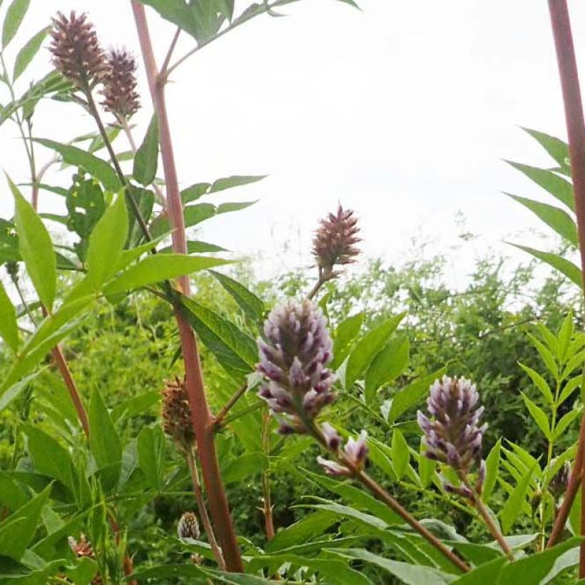 Glycyrrhiza yunnanensis - Chinesisches Süßholz (Flowering)