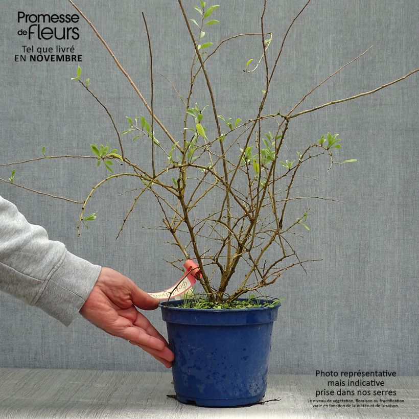 Example of Gemeiner Bocksdorn Gojidelys - Lycium Topf mit 2L/3L, Strauch/Busch, mehrstämmig as you get in automne