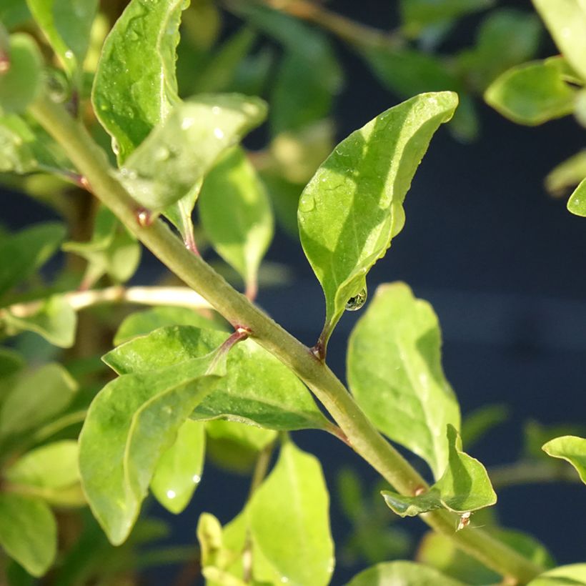 Gemeiner Bocksdorn Gojidelys - Lycium (Foliage)