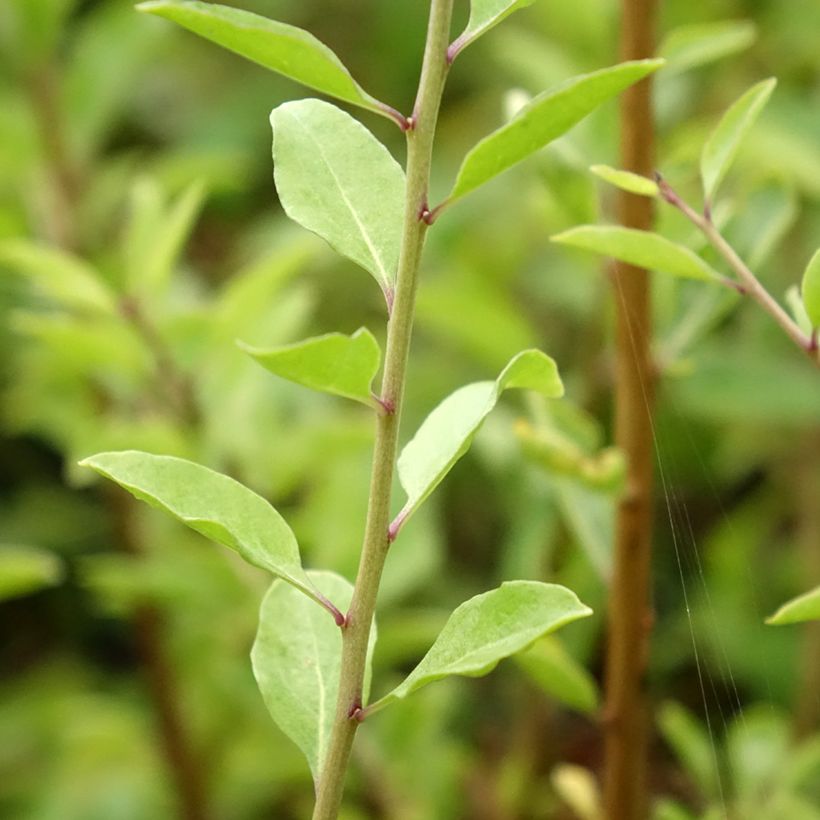 Gemeiner Bocksdorn Instant Success - Lycium (Foliage)