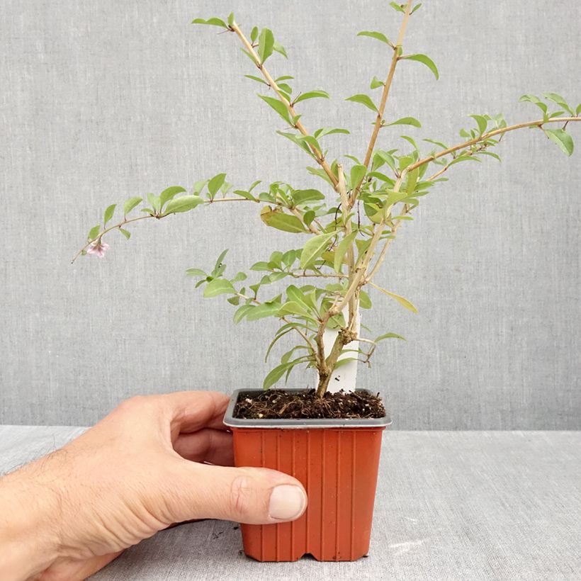 Exemplar von Gemeiner Bocksdorn - Lycium barbarum Kleine Töpfe von 8/9 cm wie im Herbst geliefert