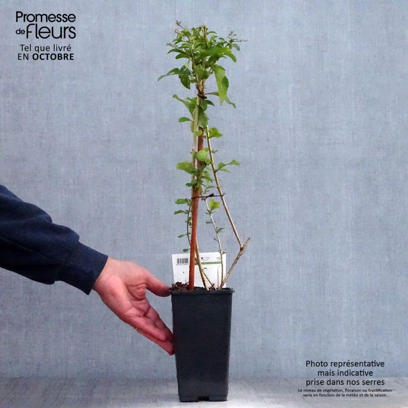 Example of Gemeiner Bocksdorn - Lycium barbarum Topf mit 1,5L/2L, Strauch as you get in automne
