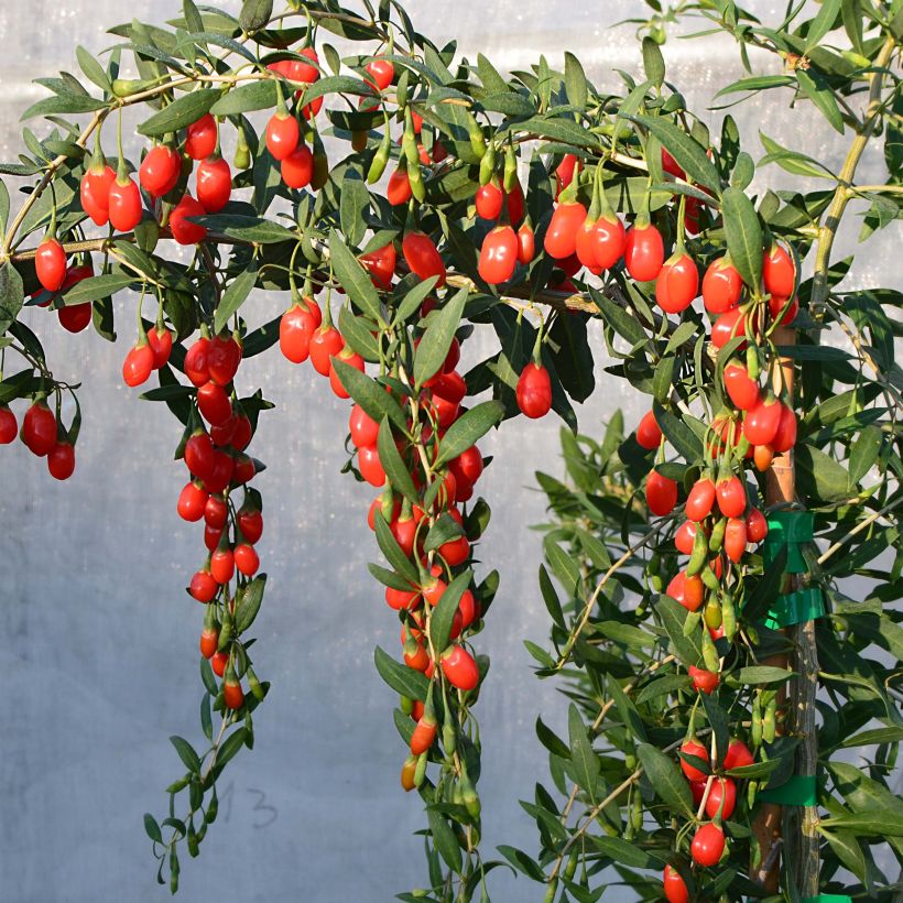 Gemeiner Bocksdorn Princess Tao - Lycium (Plant habit)