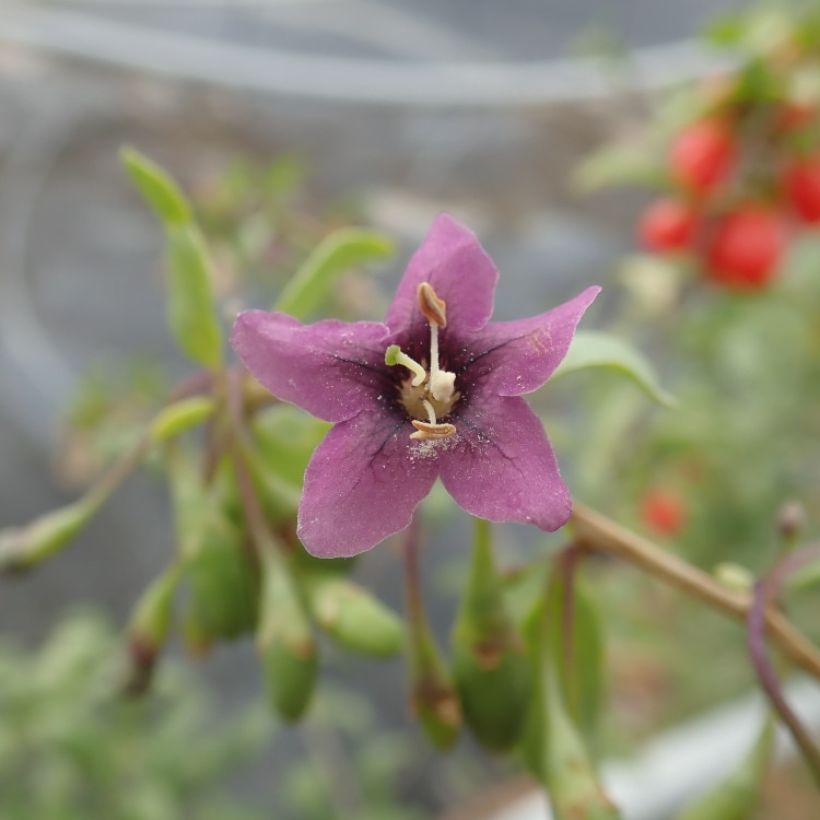 Gemeiner Bocksdorn Gojidelys - Lycium (Flowering)