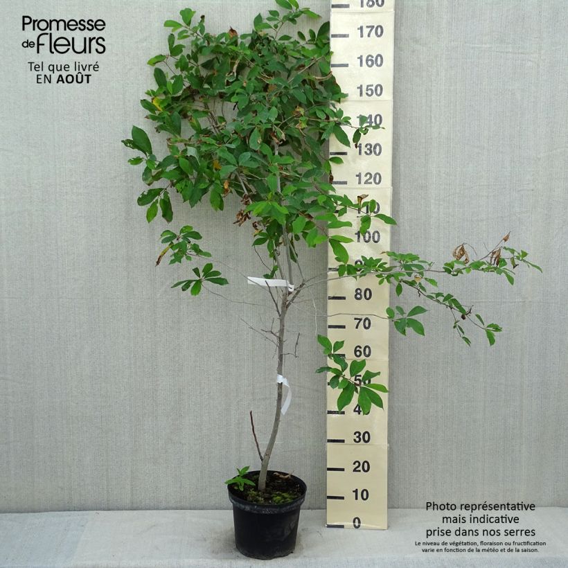 Example of Nyssa sylvatica - Wald-Tupelobaum Topf mit 7,5L/10L as you get in ete