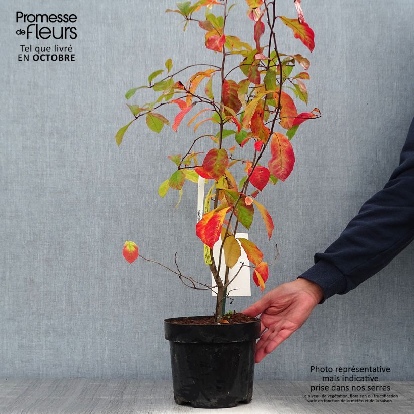 Example of Nyssa sylvatica - Wald-Tupelobaum Topf mit 2L/3L as you get in automne
