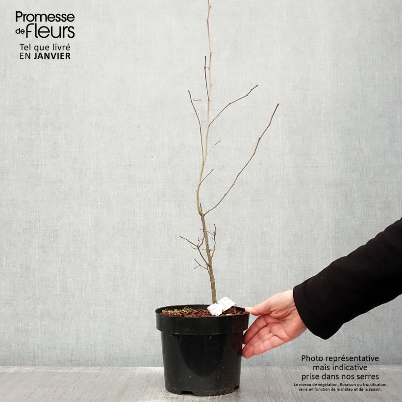 Exemplar von Nyssa sylvatica - Wald-Tupelobaum Topf mit 2L/3L wie im Winter geliefert