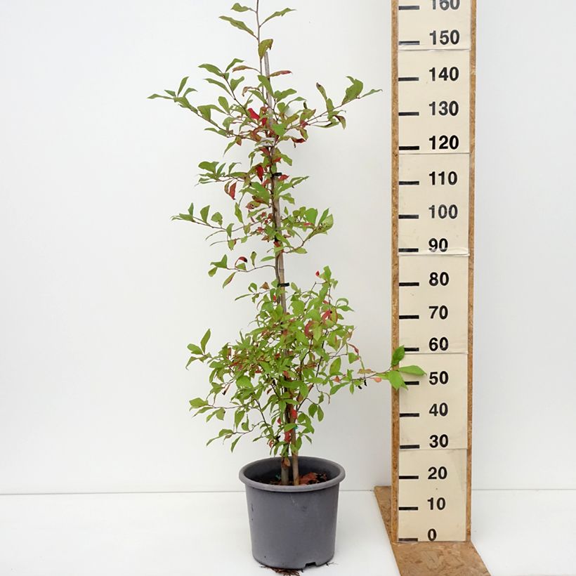 Exemplar von Nyssa sylvatica - Wald-Tupelobaum Topf mit 7,5L/10L wie im Herbst geliefert