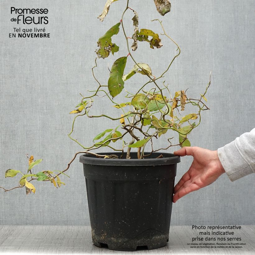 Example of Nyssa sylvatica Zydeco Twist - Wald-Tupelobaum Topf mit 12L/15L as you get in automne