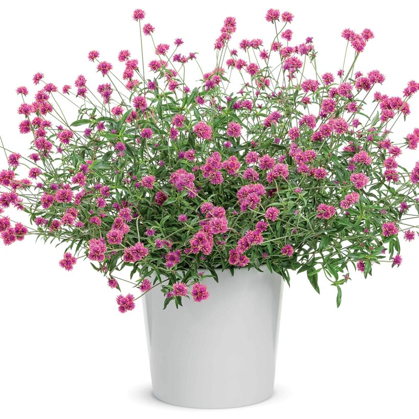 Gomphrena pulchella Truffula Pink - Kugelamarant (Plant habit)
