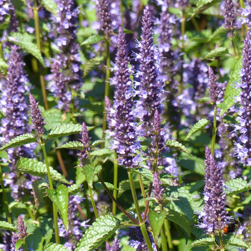 Agastache hybrida Astello Indigo (Samen) - Duftnessel (Flowering)