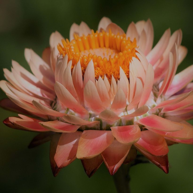 Strohblume Double Saumon (Samen) - Helichrysum (Flowering)