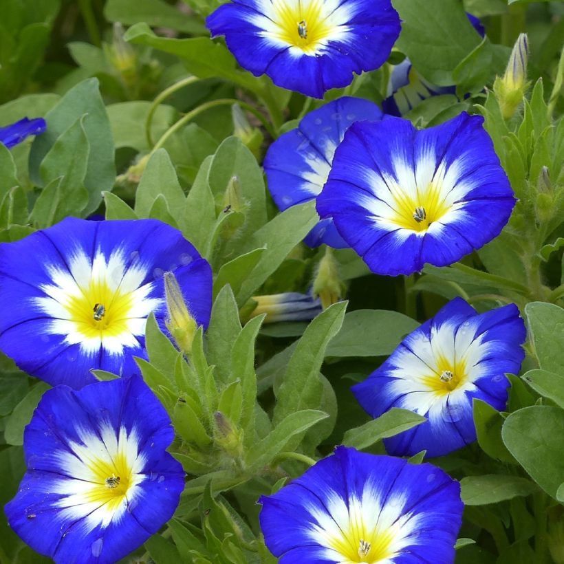 Convolvulus tricolor Pavillon Bleu (Samen) - Prachtwinde (Flowering)