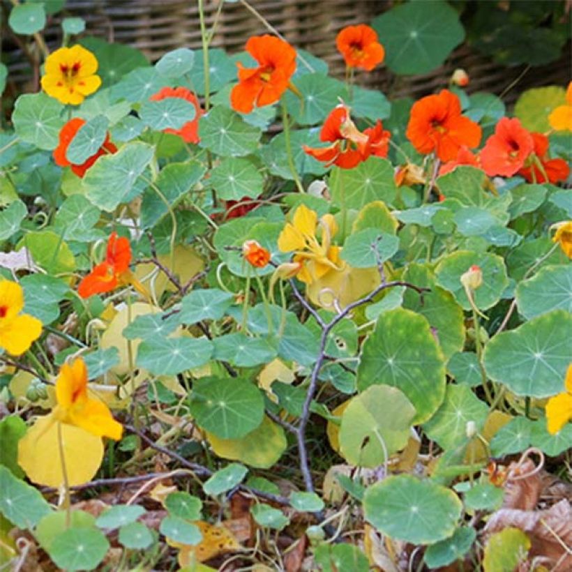 Niedrige Kapuzinerkresse Tom Thumb Mix (Foliage)