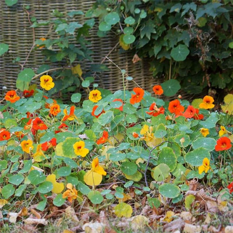 Niedrige Kapuzinerkresse Tom Thumb Mix (Flowering)