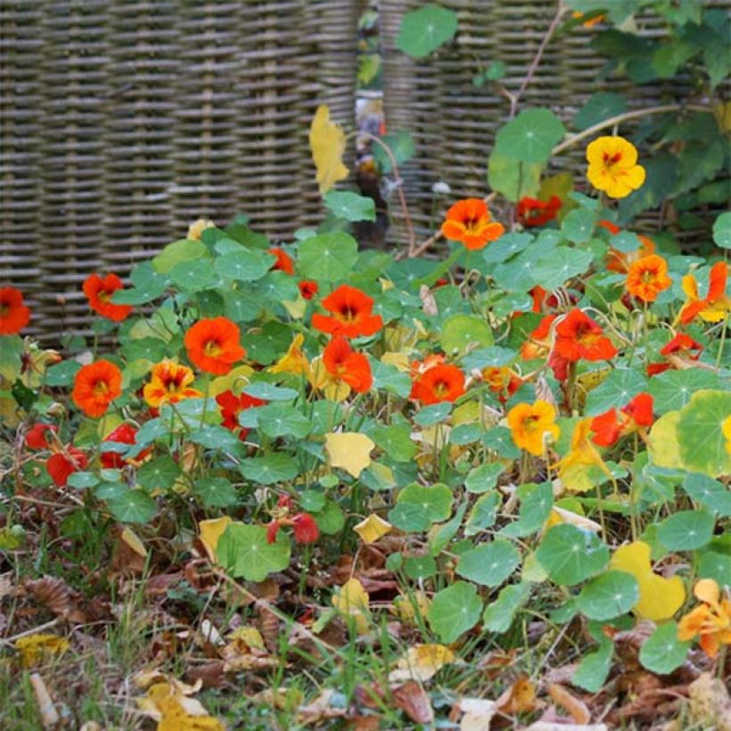 Niedrige Kapuzinerkresse Tom Thumb Mix (Plant habit)