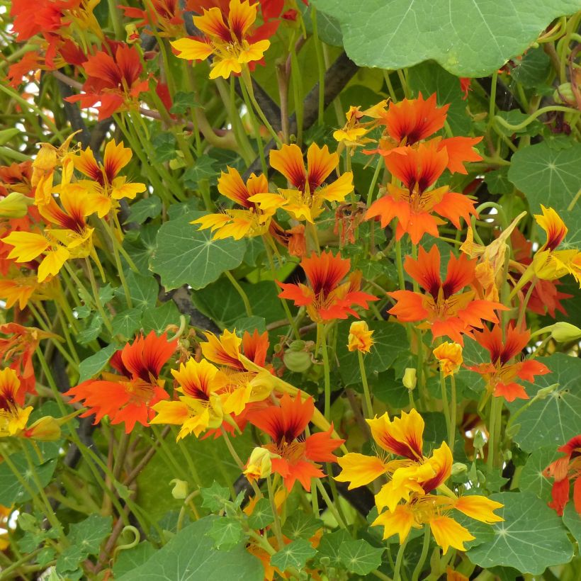 Niedrige Kapuzinerkresse Phoenix (Flowering)