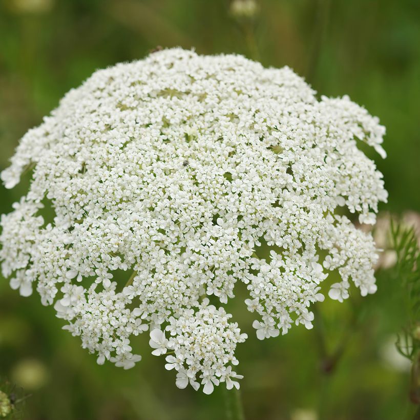 Möhre - Daucus carota (Flowering)