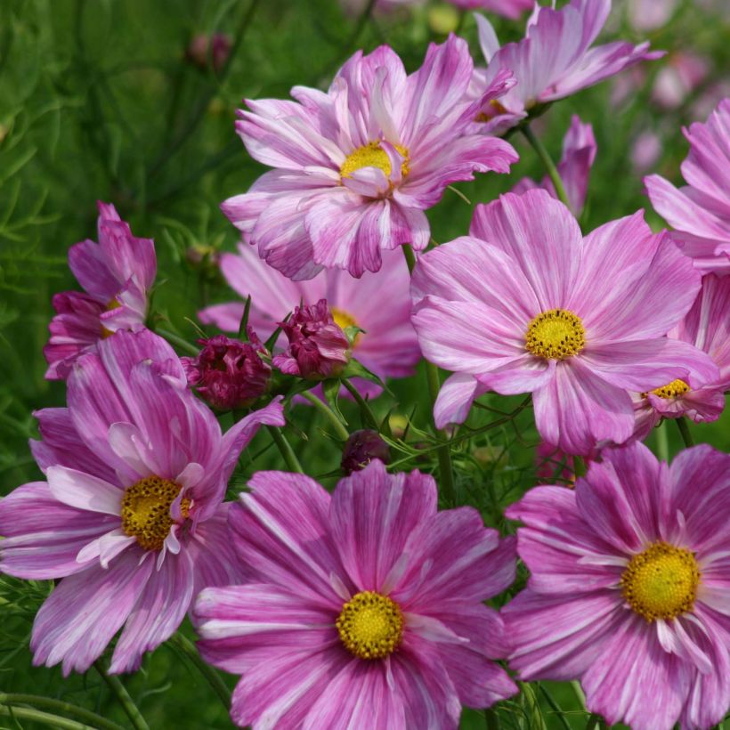 Schmuckkörbchen Rosetta (Samen) - Cosmos (Flowering)