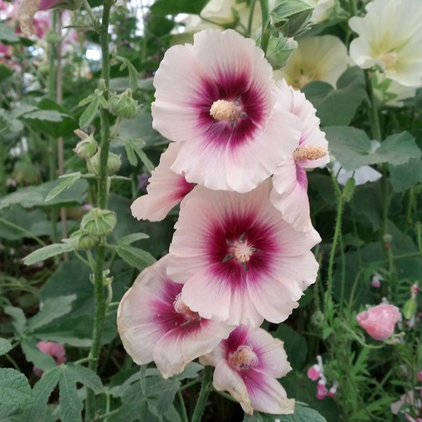 Gewöhnliche Stockrose Halo Apricot (Samen) - Alcea rosea (Flowering)