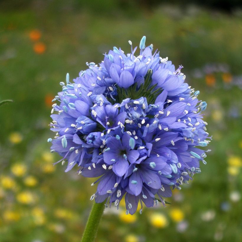Gilia capitata (Samen) - Gilie (Flowering)