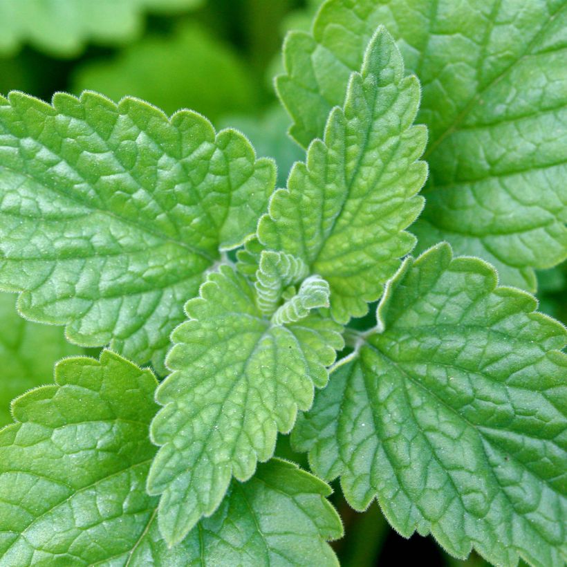 Echte Katzenminze - Nepeta cataria (Foliage)