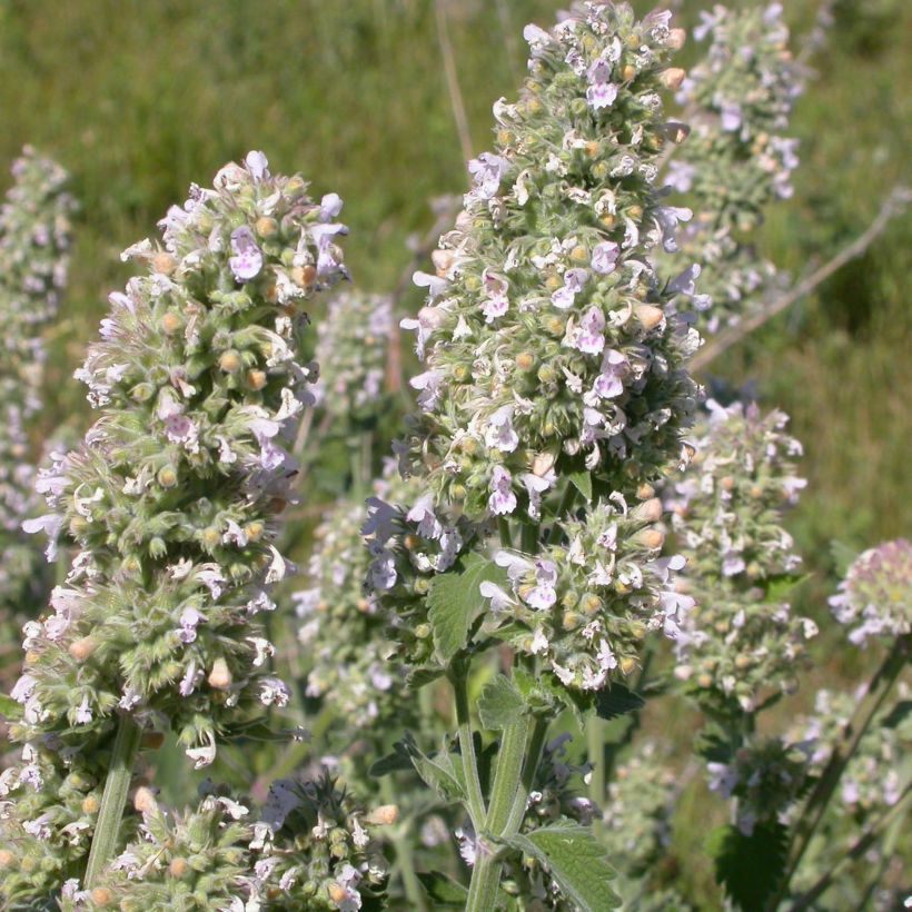 Echte Katzenminze - Nepeta cataria (Flowering)