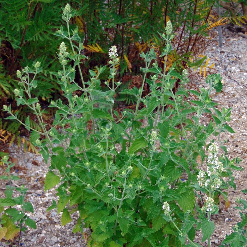 Echte Katzenminze - Nepeta cataria (Plant habit)