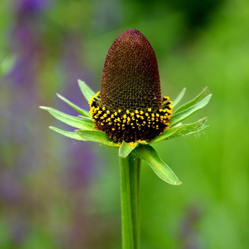 Garten-Sonnenhut Green Wizard (Samen) - Rudbeckia occidentalis (Flowering)