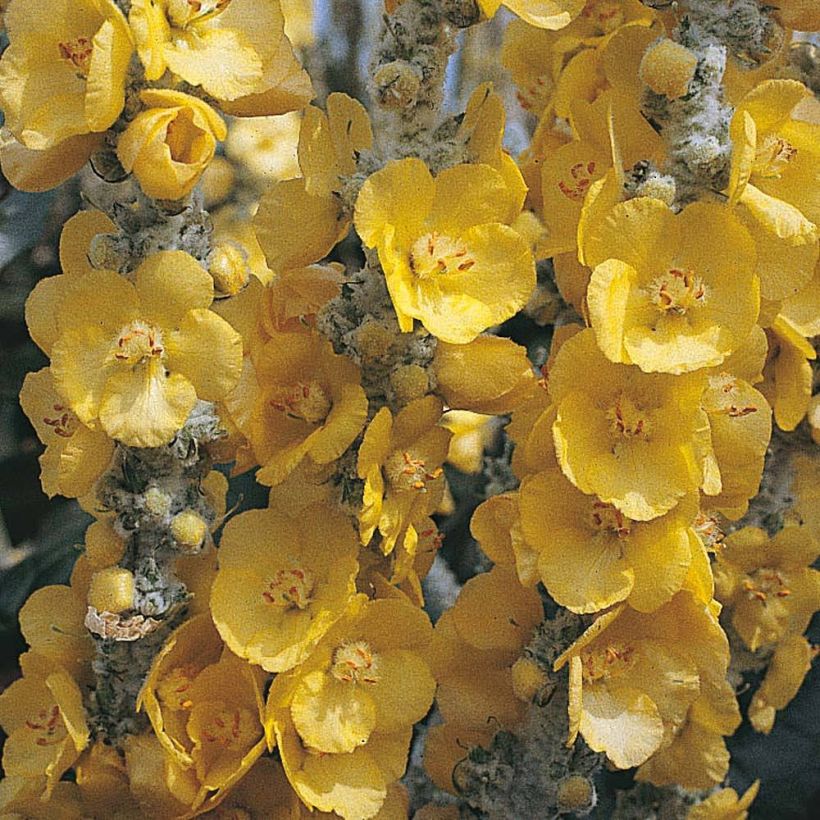 Verbascum bombyciferum Silver Lining (Samen) - Seidige Königskerze (Flowering)