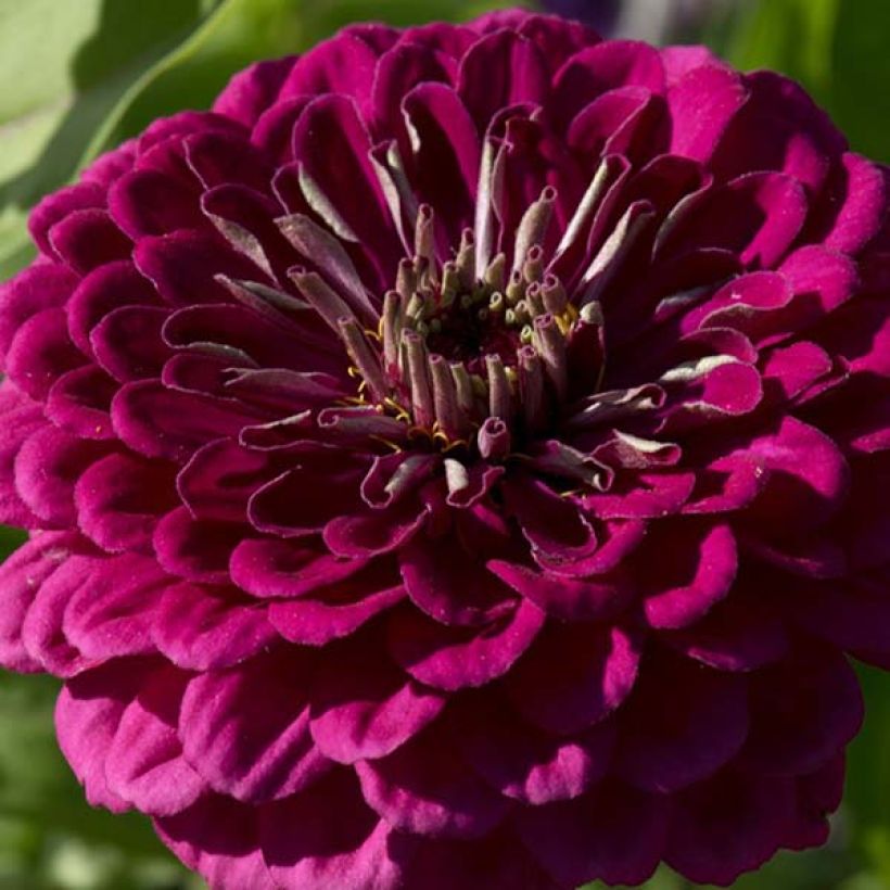 Garten-Zinnie Purple Prince (Samen) (Flowering)