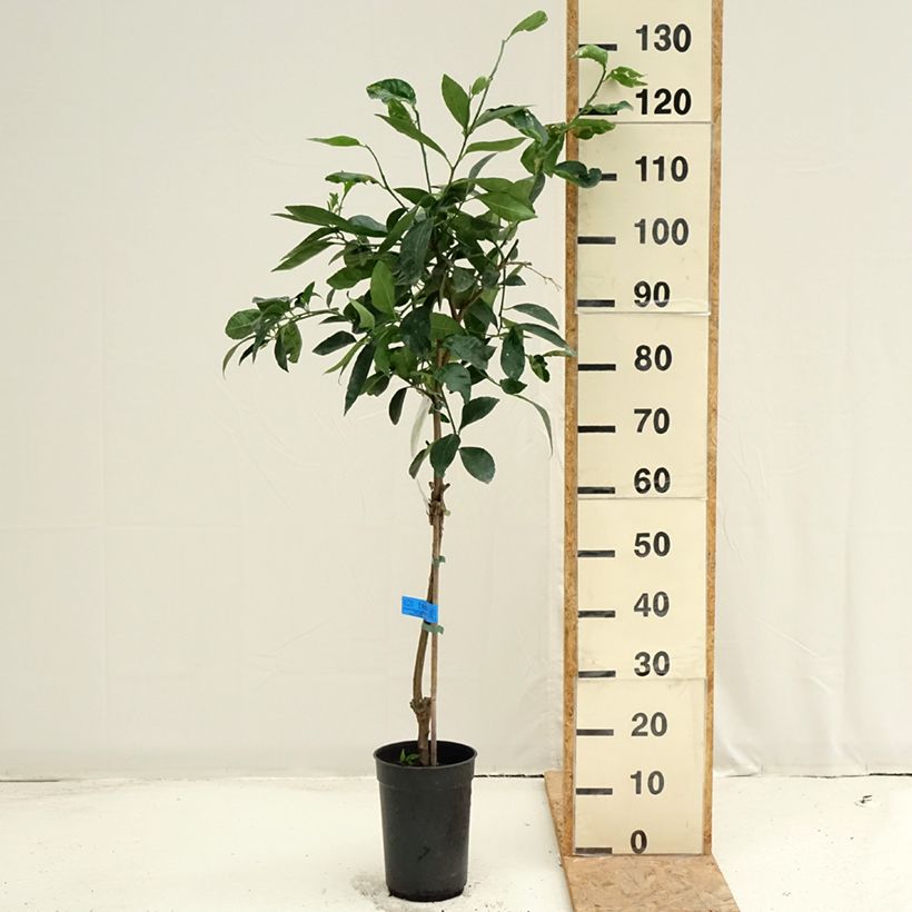 Example of Hybride Zitrone - Citrus x latifolia Topf mit 3L/4L, Strauch/Busch, mehrstämmig as you get in ete