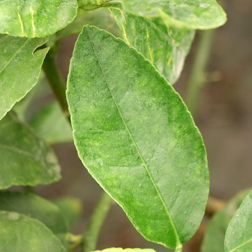 Hybride Zitrone - Citrus x latifolia (Foliage)