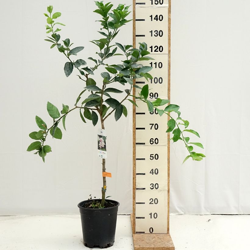Example of Hybride Zitrone - Citrus x latifolia Topf mit 7,5L/10L, Halbstamm as you get in ete