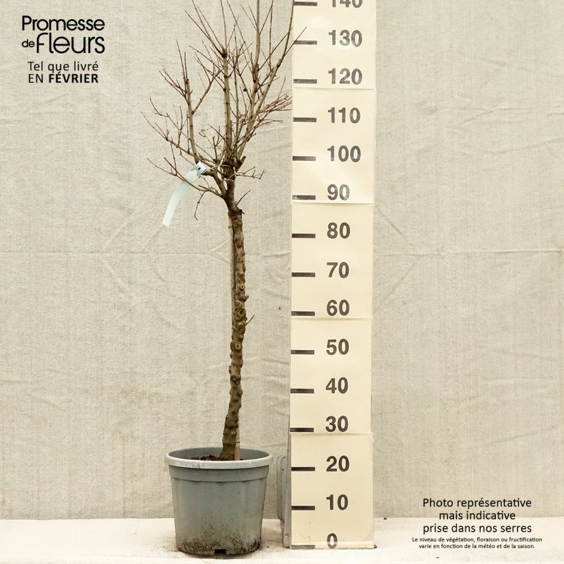 Example of Punica granatum California Sunset - Granatapfelbaum Topf mit 7,5L/10L as you get in hiver