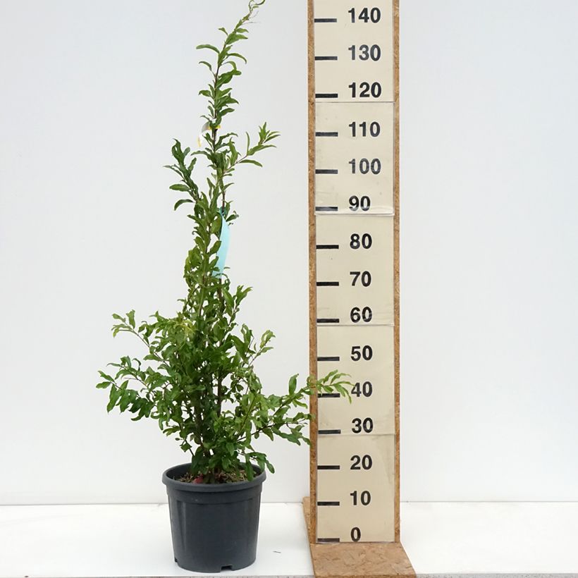 Exemplar von Punica granatum California Sunset - Granatapfelbaum Topf mit 7,5L/10L wie im Herbst geliefert