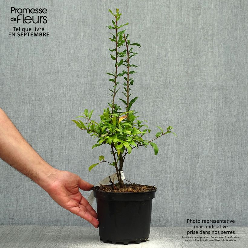 Example of Punica granatum Maxima Rubra - Granatapfelbaum Topf mit 2L/3L as you get in automne